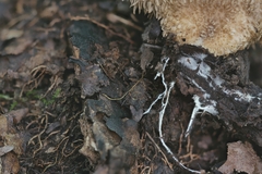 Lycoperdon americanum
