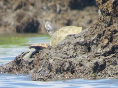 Malaclemys terrapin terrapin