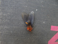Pygoctenucha terminalis