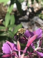 Anthophora montana