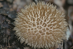 Lycoperdon americanum