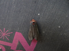 Pygoctenucha terminalis