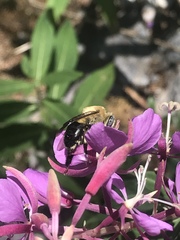 Anthophora montana