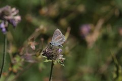 Aricia nicias