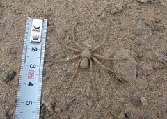 Sicarius thomisoides