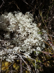 Pulchrocladia retipora