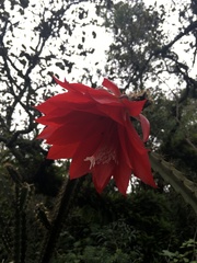 Disocactus speciosus speciosus