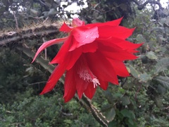 Disocactus speciosus speciosus