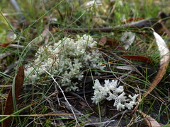 Pulchrocladia retipora