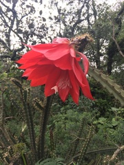 Disocactus speciosus speciosus