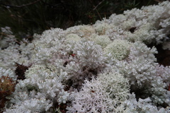 Pulchrocladia retipora