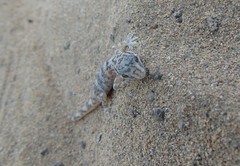 Phyllodactylus gerrhopygus