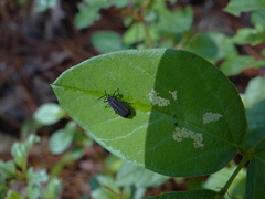 Xenochalepus maculicollis