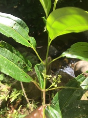 Miconia borinquensis