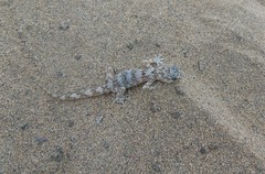 Phyllodactylus gerrhopygus