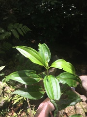 Miconia borinquensis