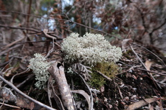 Pulchrocladia retipora