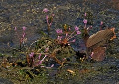 Rhyncholacis