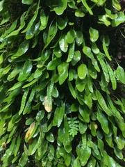 Microgramma piloselloides