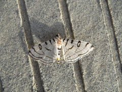 Conchylodes erinalis