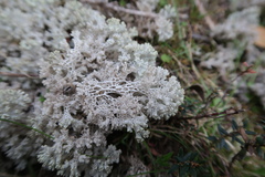 Pulchrocladia retipora