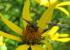 Paranthidium jugatorium lepidum