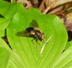Blera armillata