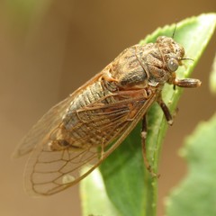Tibicinina