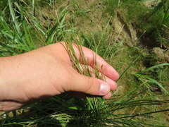 Eleocharis engelmannii