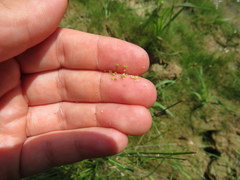 Eleocharis engelmannii