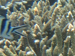 Abudefduf sexfasciatus