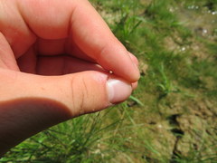 Eleocharis engelmannii