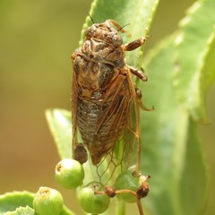 Tibicinina