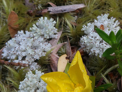 Pulchrocladia retipora