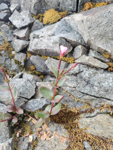 glaucus willowherb (Epilobium glaberrimum)