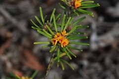 Pultenaea petiolaris