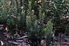 Agiortia pedicellata