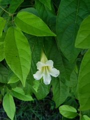 Bignonieae