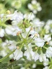 Veratrum hybridum