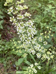 Veratrum hybridum