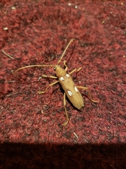 Eburia quadrigeminata