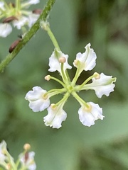 Veratrum hybridum