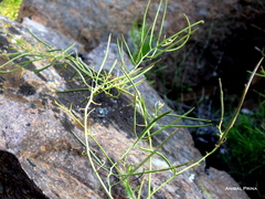 Mostacillastrum orbignyanum