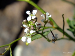 Mostacillastrum orbignyanum