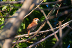 Pachyramphus rufus