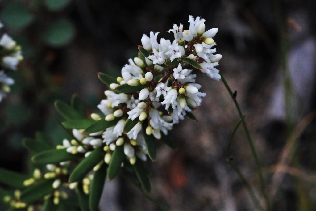 Agiortia pedicellata