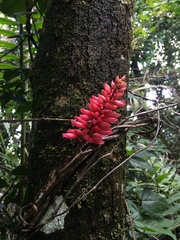 Neorudolphia volubilis