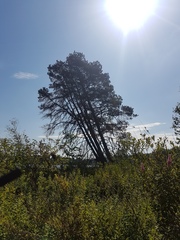 Pinus contorta contorta