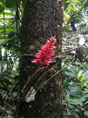 Neorudolphia volubilis