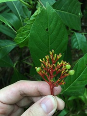 Palicourea croceoides